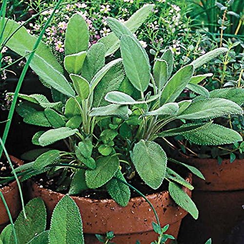 Park Seed Sage Herb Plant Seeds, Easy to Grow, Variety of Colors, Spring Garden, Sage, Pack of 100