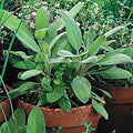 Park Seed Sage Herb Plant Seeds, Easy to Grow, Variety of Colors, Spring Garden, Sage, Pack of 100