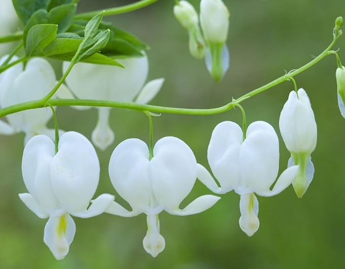 20 pcs Rare Mix Color Red Pink Purple White Bleeding Heart Seeds Shade Flower Garden Home Outdoor Indoor