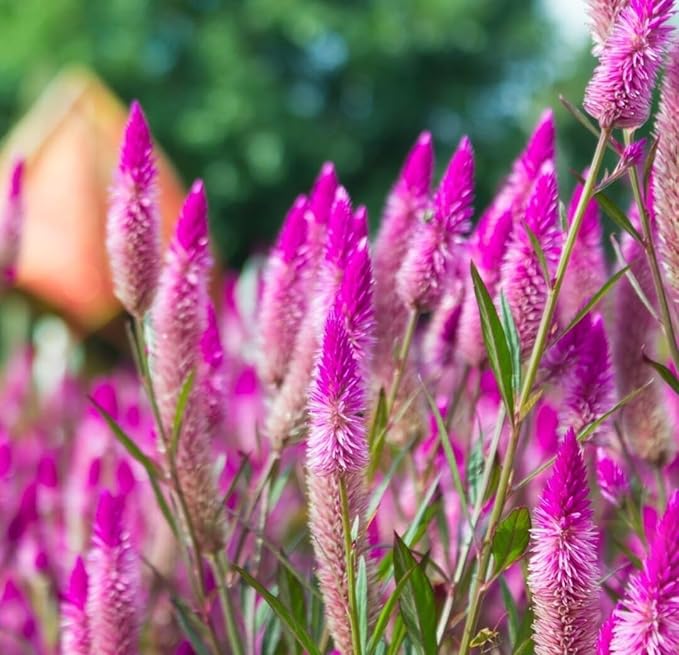 Celosia Argentea Seeds - 1000 Pcs Perennial Tall Weather-Resistant Flower Seeds, Vibrant Plumes for Containers, Borders, Pollinator Gardens & House Plants