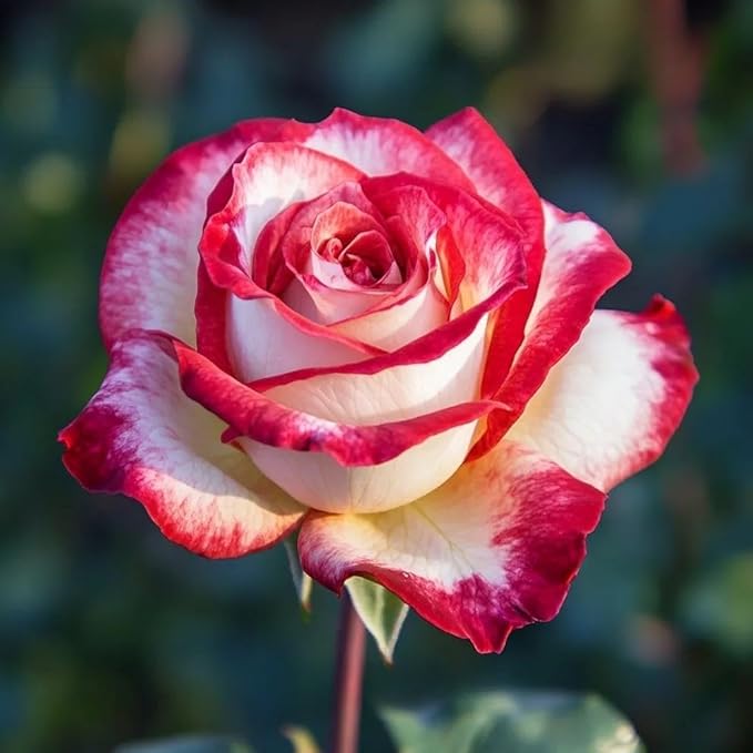 290+ Mixed Color Rose Seeds for Planting – Heirloom Non-GMO Perennial Rosa Flowers, Bush & Climbing Varieties for Garden, Trellis, Fence & Outdoor Landscaping