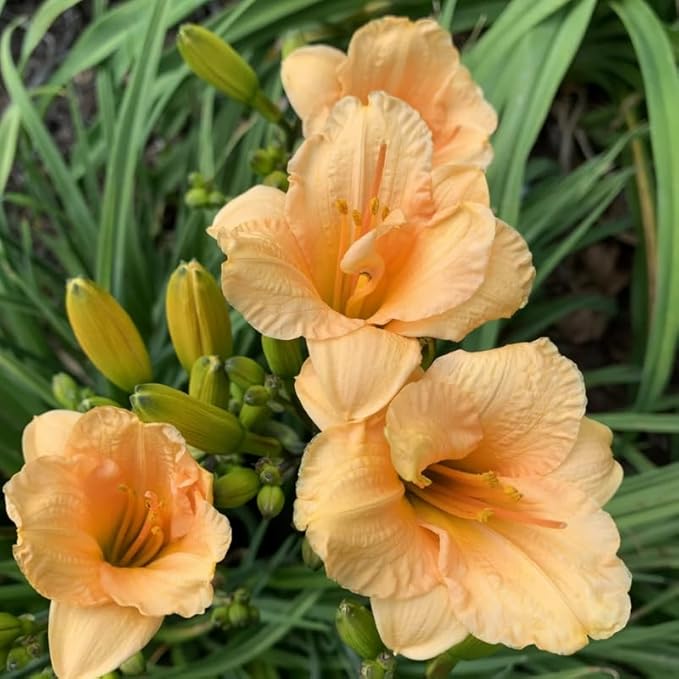 Set 10 Apricot Daylily Bulbs for Planting, Hardy Perennial Lily Roots for Colorful Summer Blooms