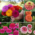 Park Seed Zinnia Flower Plant Seeds, Easy to Grow, Perfect for Spring Garden, Cutting Collection, Pack of 200