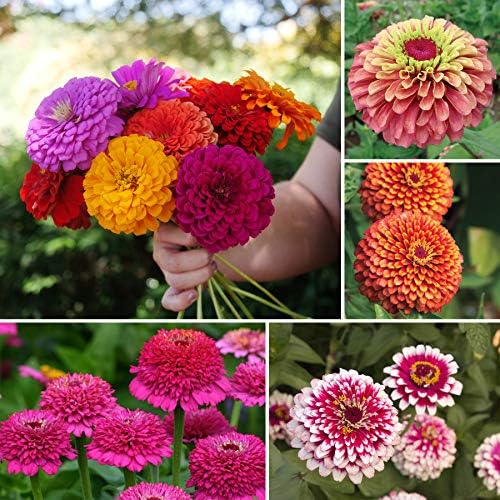 Park Seed Zinnia Flower Plant Seeds, Easy to Grow, Perfect for Spring Garden, Cutting Collection, Pack of 200