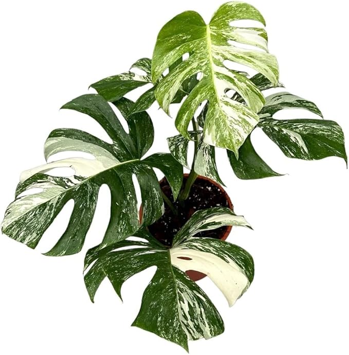 GARDENERA Albo Variegata Soil Mix - Promotes Strong Root Growth and Retains Moisture - 5 Quart