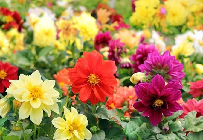 Seeds Flowers Dahlia Funny Guys Mix - 70 Seeds
