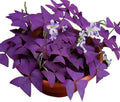 12PCS Purple Shamrocks Bulbs Good Luck Plant Purple Oxalis Bulbs for Planting Grows Indoor or Outdoor Oxalis Triangularis Bulb The Novice