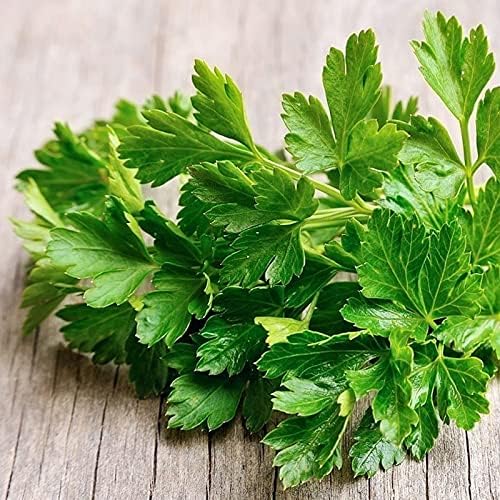 SeedsUP - 2000+ Seeds Italian Flat-Leaf Parsley Indoor for Pots Year-Round - 2000 Seeds - Herb Green