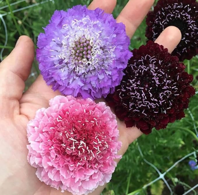 Seeds Pincushion Flower Mix - Scabiosa - Annual Flowers for Planting