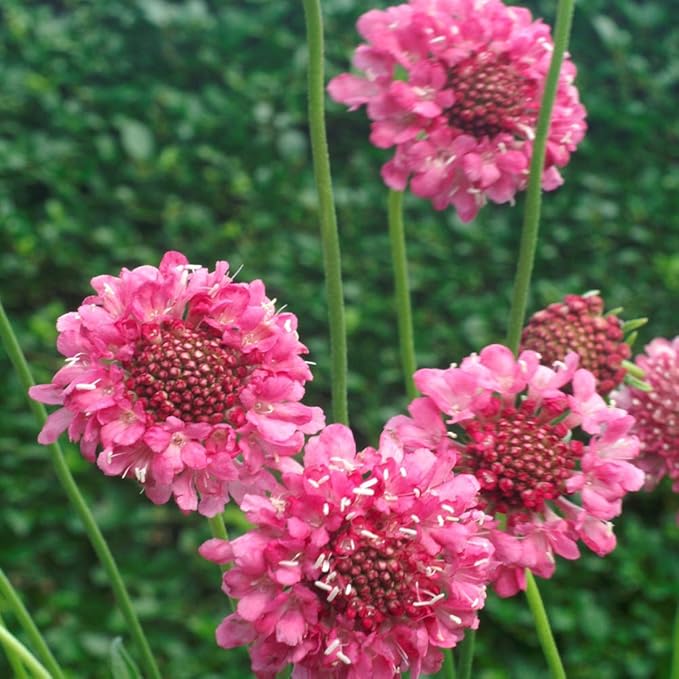 Outsidepride Double Rose Scabiosa Seeds - 400 Pcs Annual Pincushion Flower Seeds That Attract Pollinators, Upright & Neat Growth Habit for Small Gardens, Borders, Containers, & Xeriscaping