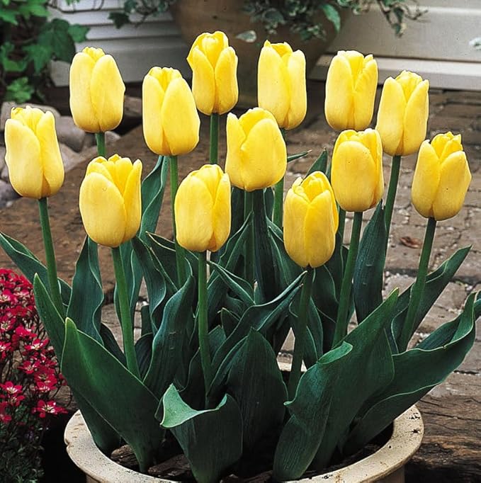 Tulipa Fringed Mixture Tulip Bulbs Size 11/12 for Planting - Plant in Fall, Winter or Early Spring (Golden Emperor, 15, Count)
