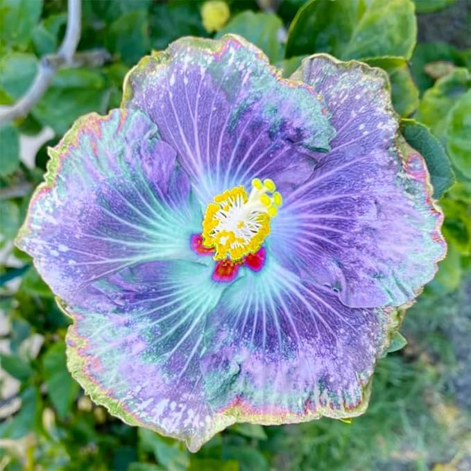 30+ Rare Hibiscus Seeds Rainbow Flower Tropical Seeds Flowering Hibiscus Tree Seeds with Bright Colors