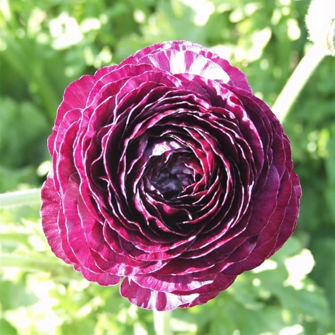 Pack 25 Ranunculus Bulbs for Planting, Purple Ranunculus Corms, Butterfly Ranunculus Flowers Bulbs to Grow, Peony Buttercup Ranunculus