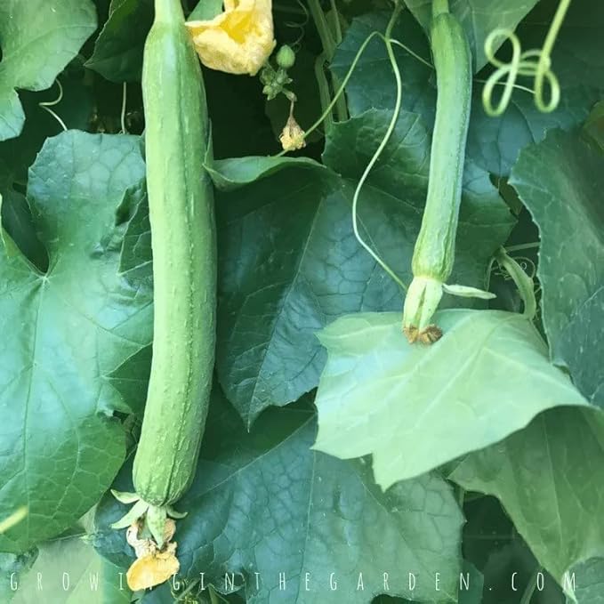 Extra Long Luffa Gourd Seeds USA Asian Chinese Loofah Sponge Gourd Seeds Non-GMO Heirloom 20pcs Zucchini