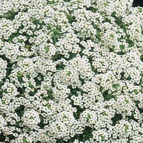 Non GMO Alyssum, Carpet of Snow Flower Seeds Lobularia maritima (1/2 Lb)