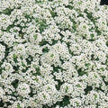 Dirt Goddess Super Seeds ~ Alyssum, Carpet of Snow Flower Seeds (1 Lb) Lobularia maritima Non GMO