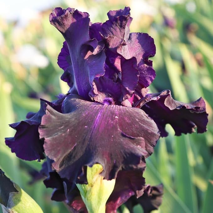 Ozark Rebounder Re-Blooming Bearded Iris Flower Rhizome - Grows Year After Year - Perennial, Fragrant & Great for Cut Floral Arrangements - Easy to Grow Fall Planting Bulbs by Willard & May