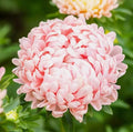 100PCS Peony Duchess Apricot Aster Seeds Non-GMO Flower Seeds Heirloom