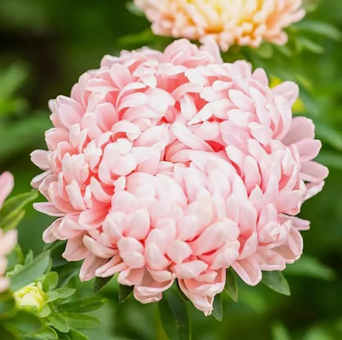 100PCS Peony Duchess Apricot Aster Seeds Non-GMO Flower Seeds Heirloom