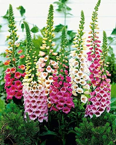 Seeds Flowers Purple Foxglove Digitalis Mix Perennial - 600 Seeds