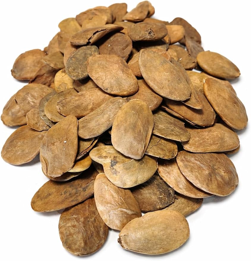 Hunteria Umbellata Seeds (Abere) – 20 Premium African Medicinal Plant Seeds – Natural Herbal Tree Seeds for Home Gardening & Traditional Use