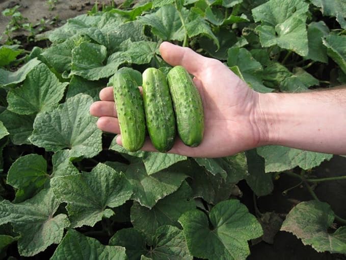 Seeds Cucumber Bush Gift Pickling Open-Pollinating Heirloom Vegetable Non GMO