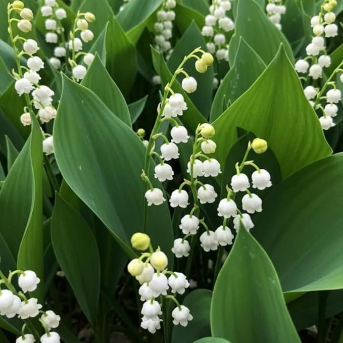 10 Live Lily of The Valley Bulbs, Fragrant White Lilies of The Valley Flowers, Bare Roots Plants for Planting