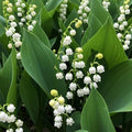 10 Live Lily of The Valley Bulbs, Fragrant White Lilies of The Valley Flowers, Bare Roots Plants for Planting