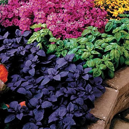 SeedsUP - 700+ Seeds Basil Indoor Sweet Ornamental (Genovese, Corsican, Lemon, Lime and Other) - Herb Mix
