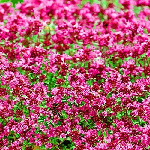 Red Creeping Thyme Seeds for Planting 20000+ Non-GMO Perennial Flower Seeds Landscaping Ground Cover, Easy to Grow