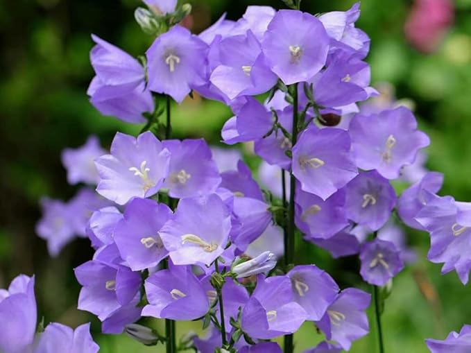 200+ Blue Campanula Balloon Flower Seeds Bellflower Flowers Garden Planting