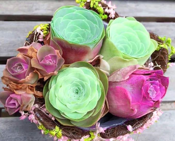 Mixed Colored Rare Succulents Seeds Flower Plant 200 Pcs Seeds