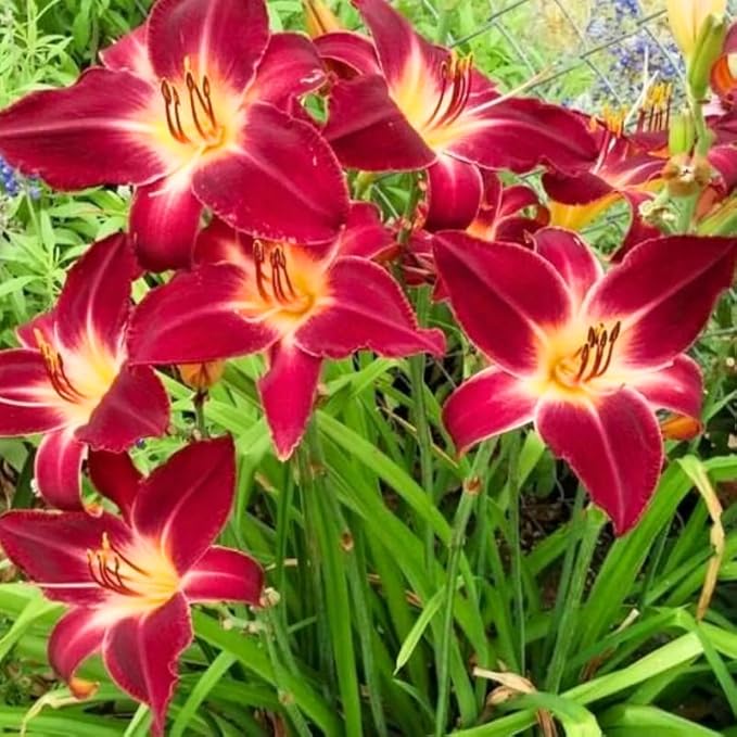 Set 10 Red Daylily Bulbs for Planting, Hardy Perennial Lily Roots for Colorful Summer Blooms