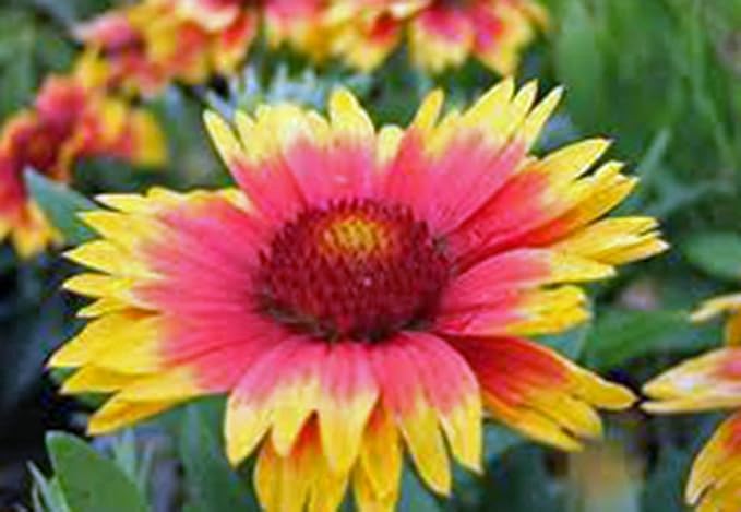Arizona Sun Gaillardia, 25 Seeds per Pack, Beautiful Bright Large Cut Flower