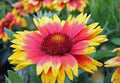 Arizona Sun Gaillardia, 25 Seeds per Pack, Beautiful Bright Large Cut Flower