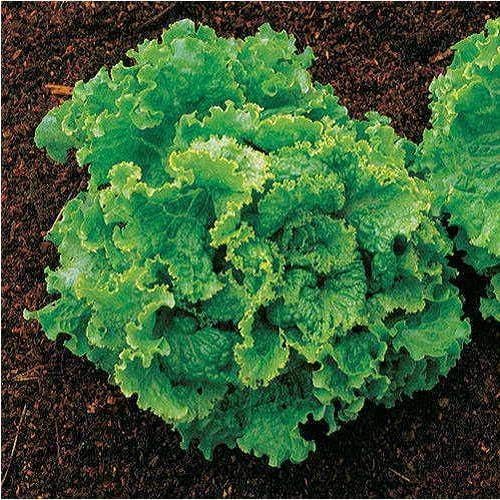 Park Seed Green Ice Lettuce Seeds, Harvest Well into Summer, Pack of 1000