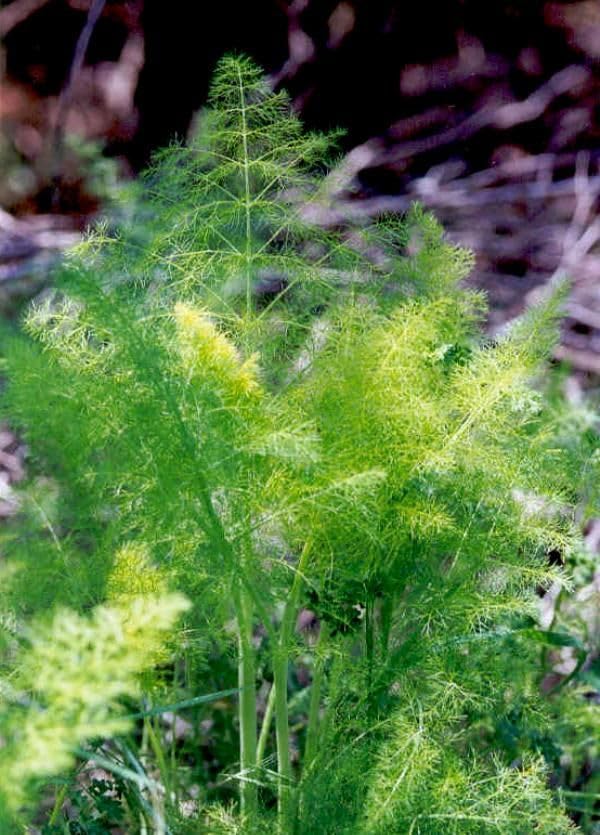 Fennel Seeds, SweetFennel is a Variety of Fennel, 500 Seeds, Fennel Seeds to Plant in Your Home Garden COOL BEANS n SPROUTS