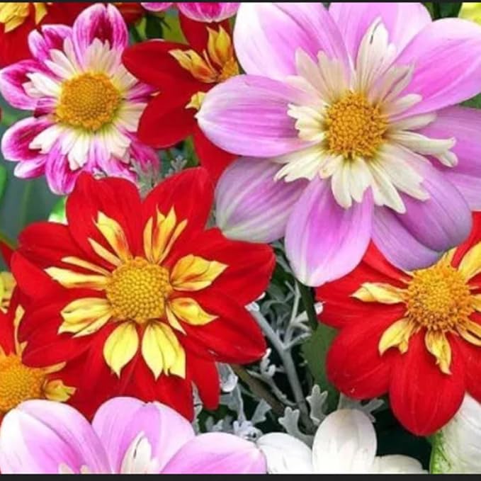 100 X Mixed Dwarf Dahila Seeds for Planting Outdoor Grow Flowers in Pots Basket Gardens Multicolor Flowers Seeds
