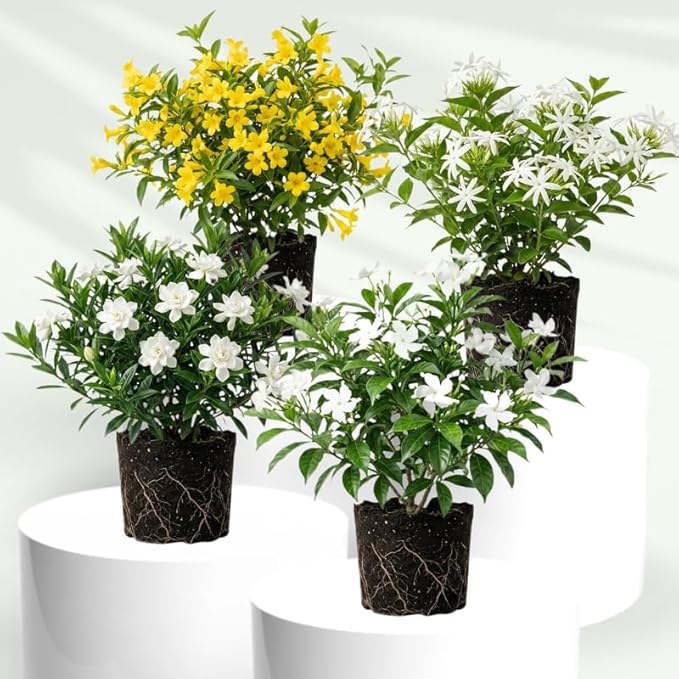 2 Assorted Jasmine Plants 4–8 Inch, Live Fragrant Jasmine Flowering Vine, Sweet Scented Blooms, Easy Care Indoor or Outdoor