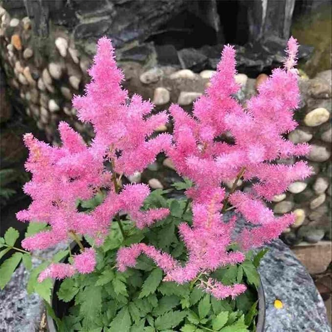 Astilbe Flower Seeds 1000 Count - Cold Hardy Perennial Seeds, Long Lasting Blooms, Suitable for Cut Flower Arrangements & Garden Decoration