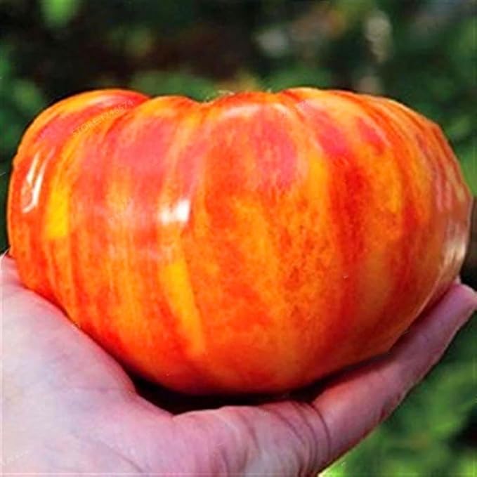 CEMEHA SEEDS - Seeds Rainbow Beefsteak Tomato Giant Rare Indeterminate Non GMO Vegetable for Planting