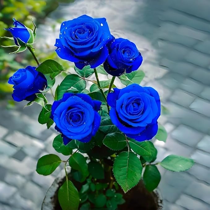 Perennial Rose Seeds Mix 110PCS – Colorful Blooming Perennial – Ideal for Patio, Balcony & Floral Gifts