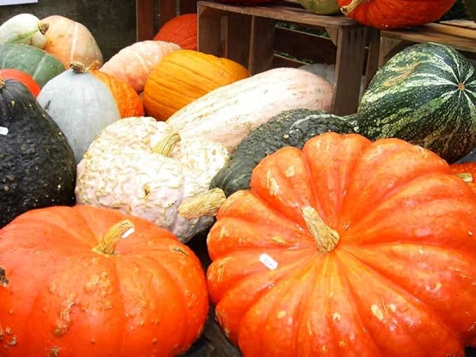 Seeds Colorful Edible Pumpkin Mix 7 Sweet Varieties 20+ Seeds Non-GMO Annual Plant