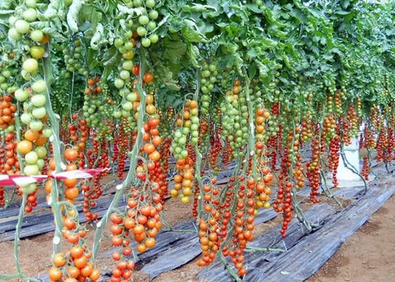 Seeds Vine Tomato - Giant - Heirloom Vegetable - GMO Free