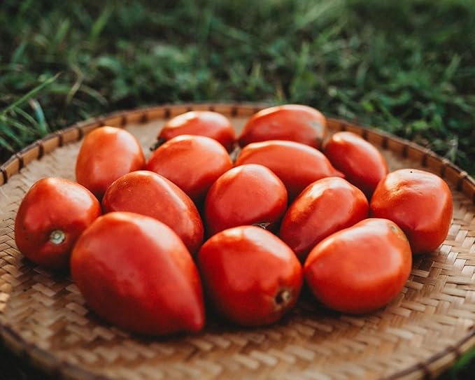 Amish Paste Tomato - 50 Seeds - Heirloom Amish Tomato Variety, Super for Sauce & Canning, USA-Grown, Non-GMO Heirloom Tomato Seeds for Planting Outdoors in The Home Garden, Thresh Seed Company