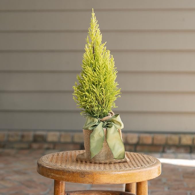 Lemony Christmas Tree. Lemon Cypress 'Goldcrest' (Cupressus Macrocarpa) - Vibrant Yellow-Green Foliage, Citrus Scent, Indoor/Outdoor (4 Cypress-Lemon sacs)