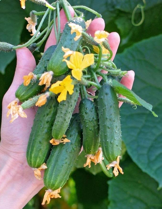 Seeds4planting - Seeds Cucumber to The Envy of a Neighbor Pickling 45 Days Vegetable Non GMO
