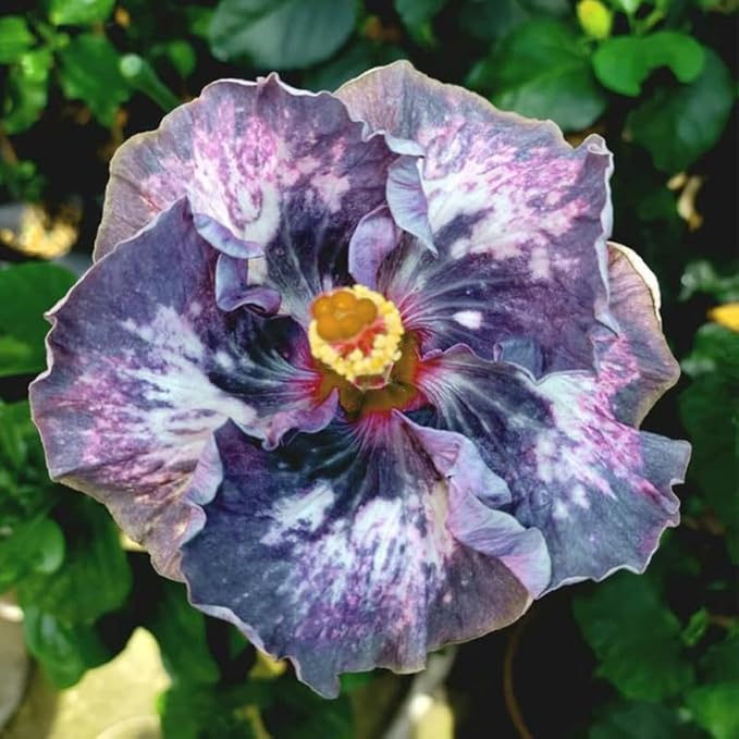 100+ Mixed Hibiscus Seeds Planting Outdoor- Perennial Rare Non-GMO Heirloom Hibiscus Flowers Plant for Your Garden Home