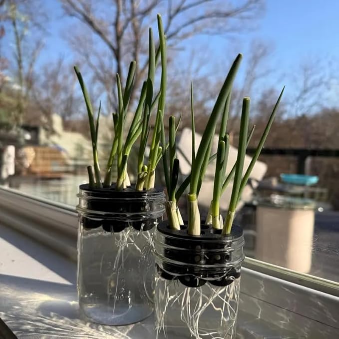 Green Onion Grow for Mason Jar Lid of 6cm,Minimal Kitchen Garden Propagation Station,3D Printed Easy Hydroponic Insert Black