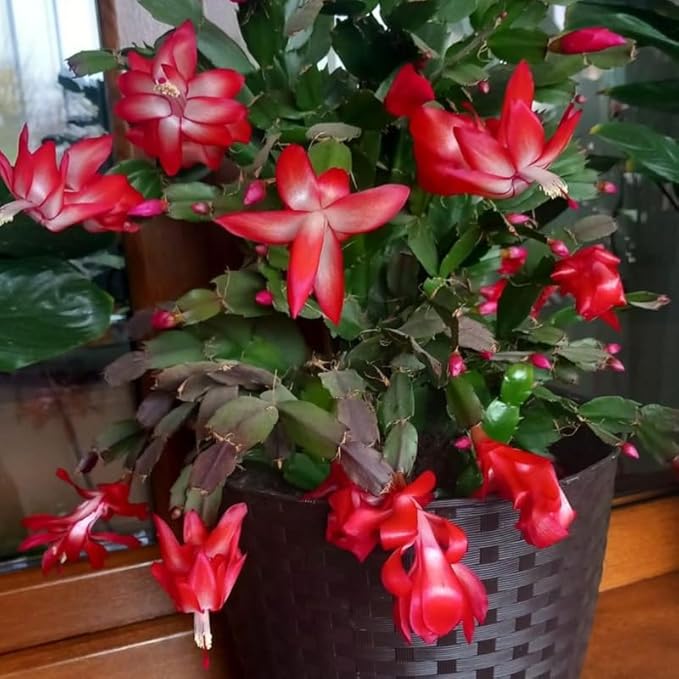 Red Christmas Cactus Plants Live, Size 3-6" Christmas Cactus Plant, Colorful Holiday Houseplant Flowering Succulent Live Plants for Planting, Well Rooted, No Pot